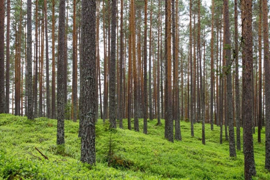 trees in the woods with green foliage