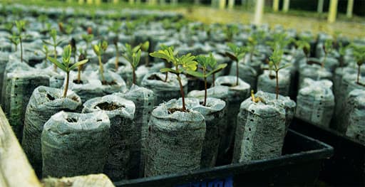 growing many plants in bags